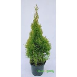 Żywotnik zachodni ' Janed Gold'