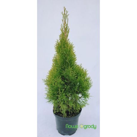 Żywotnik zachodni ' Janed Gold'