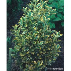 Trzmielina japońska ' Aureomarginata' PP 100-130