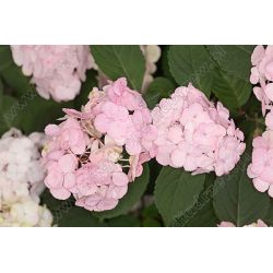 Hortensja piłkowana ' Preziosa'