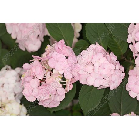 Hortensja piłkowana ' Preziosa'