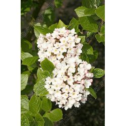 Kalina Burkwooda ' Anne Russell'