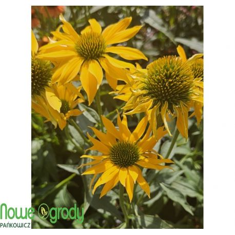 Jeżówka ' Leilani'