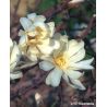 Magnolia gwiaździsta 150-175 cm