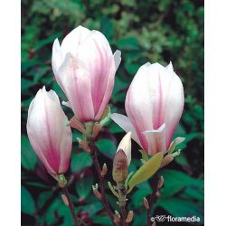 Magnolia pośrednia  175-200 cm