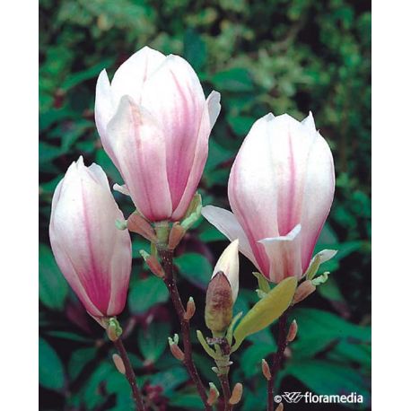 Magnolia pośrednia  175-200 cm