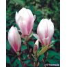 Magnolia pośrednia  175-200 cm