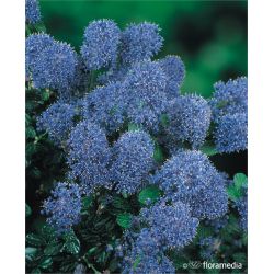 Prusznik ' Victoria'