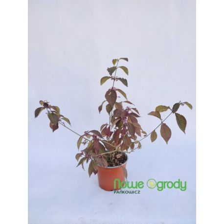 Pięknotka Bodiniera ' Imperial Pearl'