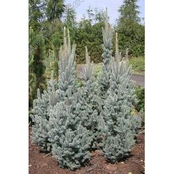 Świerk kłujący ' Iseli Fastigiate' 140-160 d+b