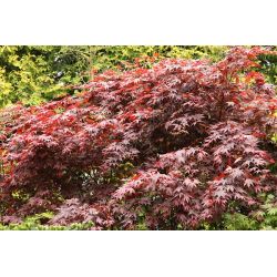 Klon palmowy ' Atropurpureum'