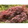 Klon palmowy ' Atropurpureum'
