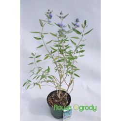Barbula klandońska ' Heavenly Blue'