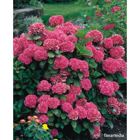 Hortensja ogrodowa ' Bouquet Rose'