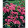 Hortensja ogrodowa ' Bouquet Rose'
