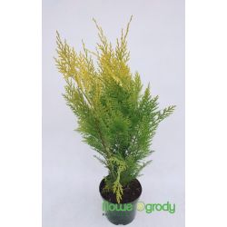 Cyprysik Lawsona ' Ivonne'