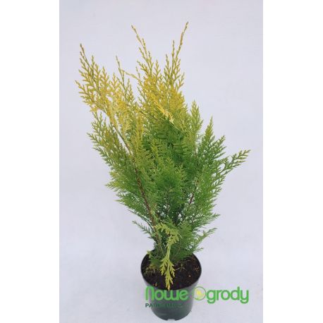 Cyprysik Lawsona ' Ivonne'