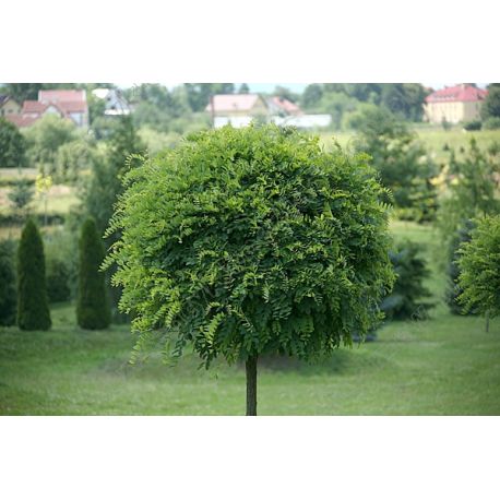 Robinia akacjowa ' Umbraculifera' 10-12