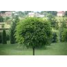 Robinia akacjowa ' Umbraculifera' 10-12