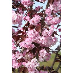 Wiśnia piłkowana ' Royal Burgundy' 240-260