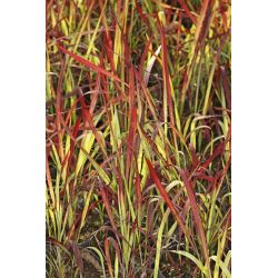 Imperata cylindryczna ' Red Baron'