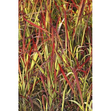Imperata cylindryczna ' Red Baron'