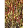 Imperata cylindryczna ' Red Baron'