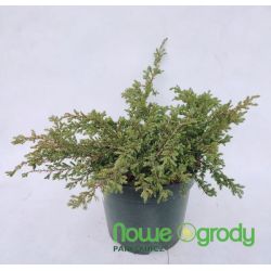 Jałowiec pospolity ' Repanda'