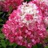 Hortensja bukietowa ' Diamant Rouge'