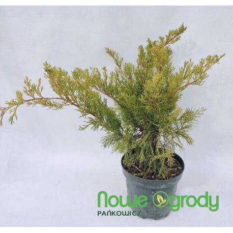 Jałowiec Pfitzera ' Mint Julep'