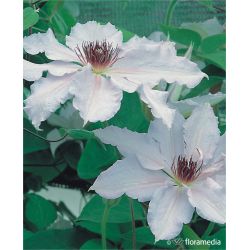 Powojnik mandżurski