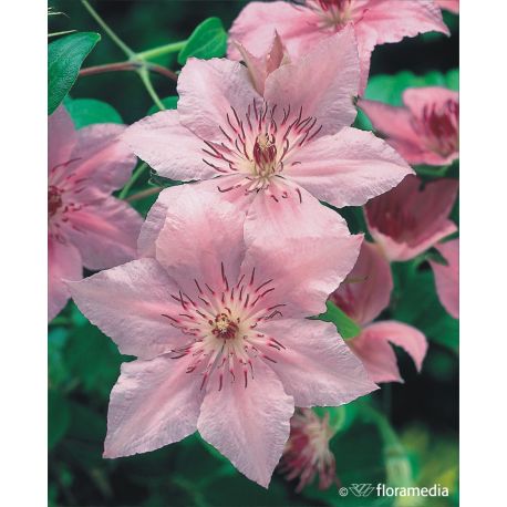 Powojnik ' Pink Fantasy'