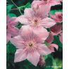 Powojnik ' Pink Fantasy'