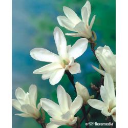 Magnolia pośrednia ' Alba Superba'