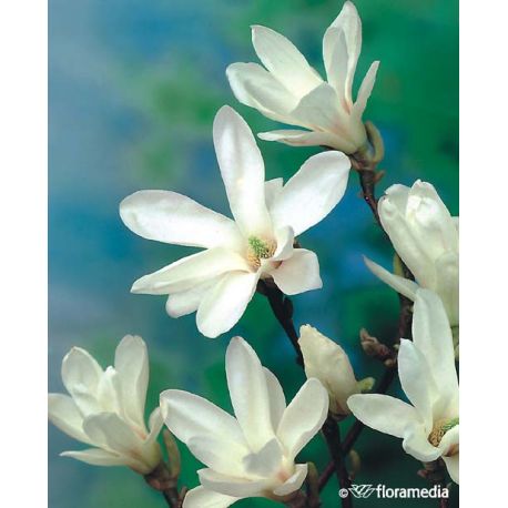 Magnolia pośrednia ' Alba Superba'