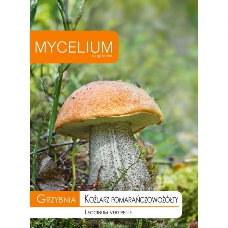 Grzybnia Koźlarz pomarańczowożółty 10g