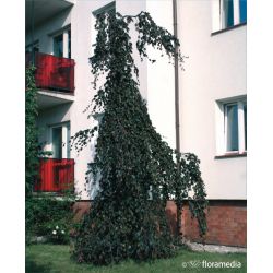 Buk pospolity ' Purple Fountain' 240-260