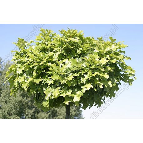 Dąb błotny ' Green Dwarf' Pa 150 cm
