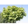 Dąb błotny ' Green Dwarf' Pa 150 cm
