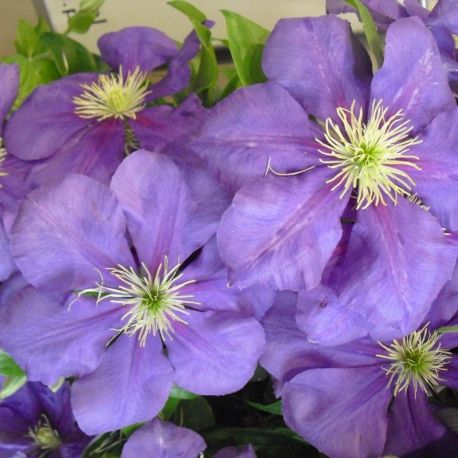 Powojnik ' Generał Sikorski'