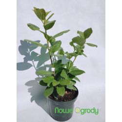 Laurowiśnia wschodnia ' Novita'