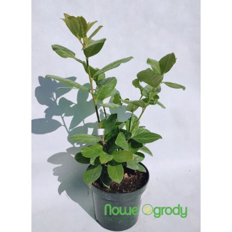 Laurowiśnia wschodnia ' Novita'