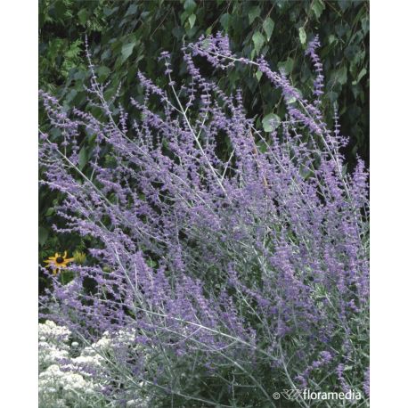 Perowskia łobodolistna ' Blue Spire'