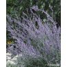 Perowskia łobodolistna ' Blue Spire'