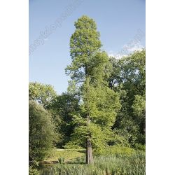 Cypryśnik błotny 180-200