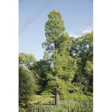 Cypryśnik błotny 180-200