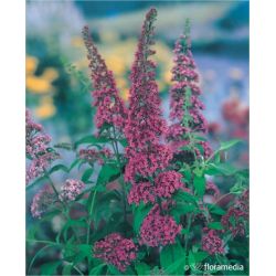 Budleja Dawida ' Pink Delight'