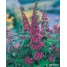 Budleja Dawida ' Pink Delight'