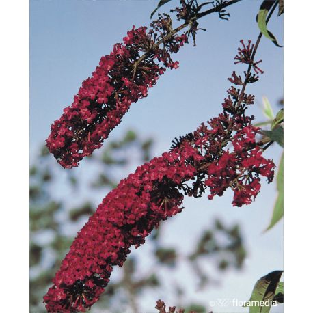 Budleja Dawida ' African Queen'