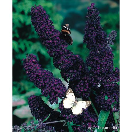 Budleja Dawida ' Black Knight'